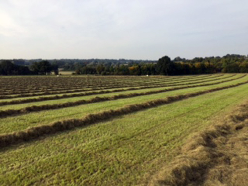 Hay drying out in the fields